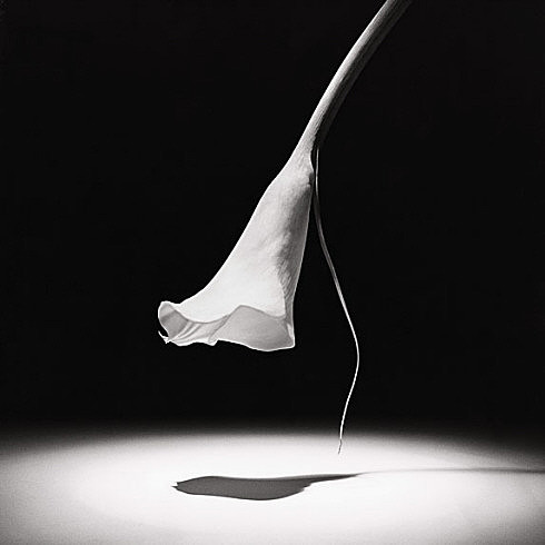 Robert Mapplethorpe : The Big Monograph アート・デザイン・音楽