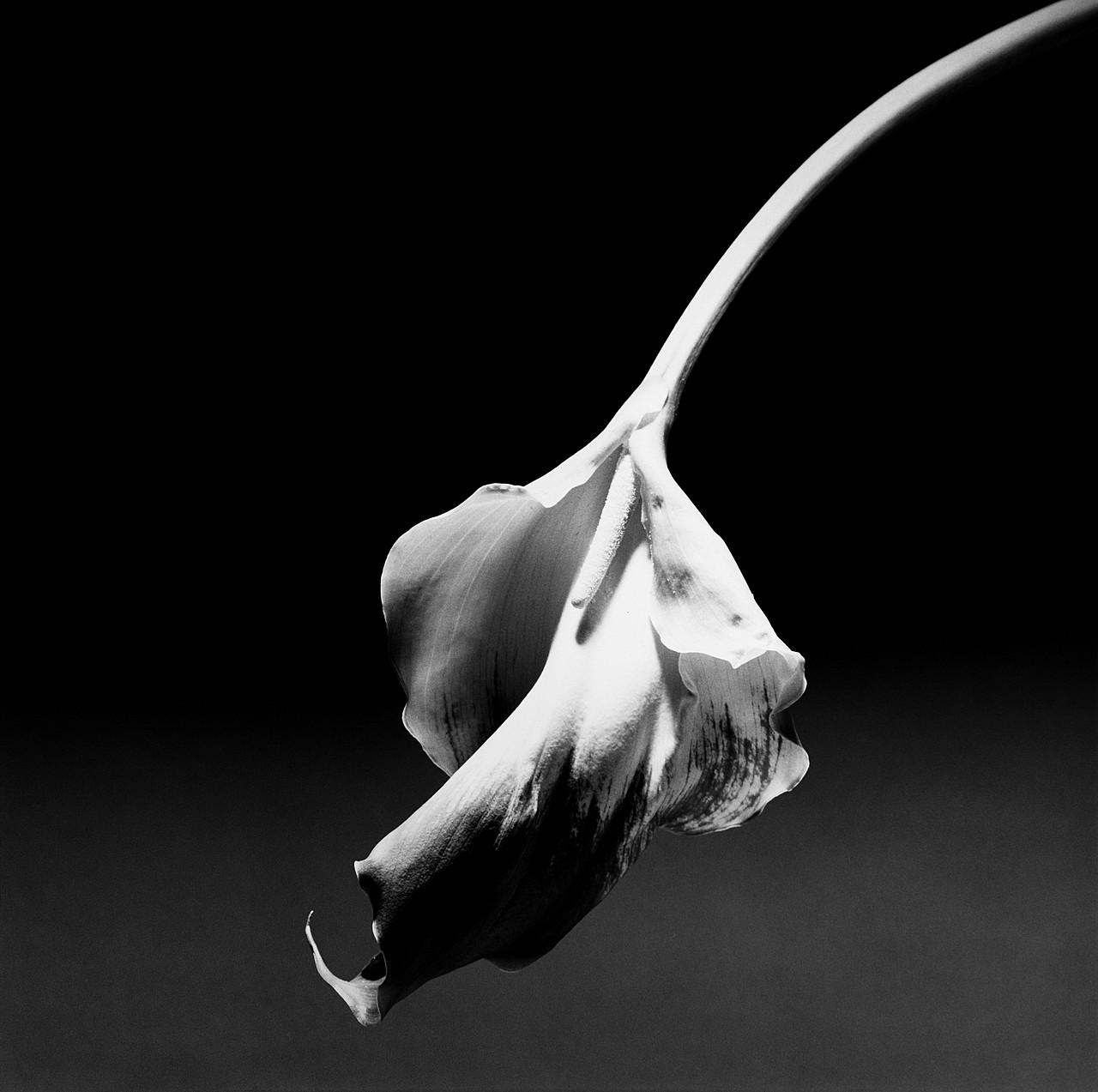 Robert Mapplethorpe | The Guggenheim Museums and Foundation